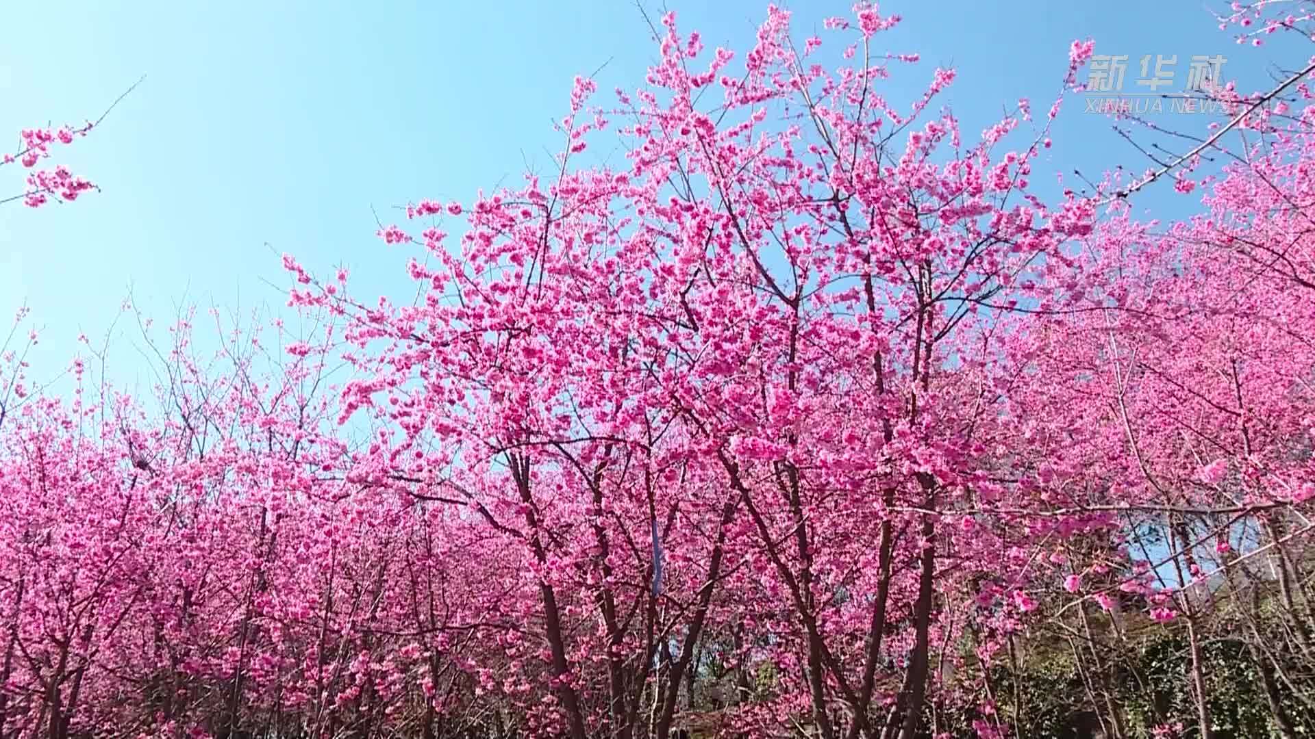 云南大理：樱花烂漫扮靓校园