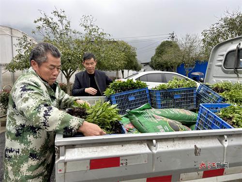 农技人员搬运辣椒幼苗(叶斯妮 摄)