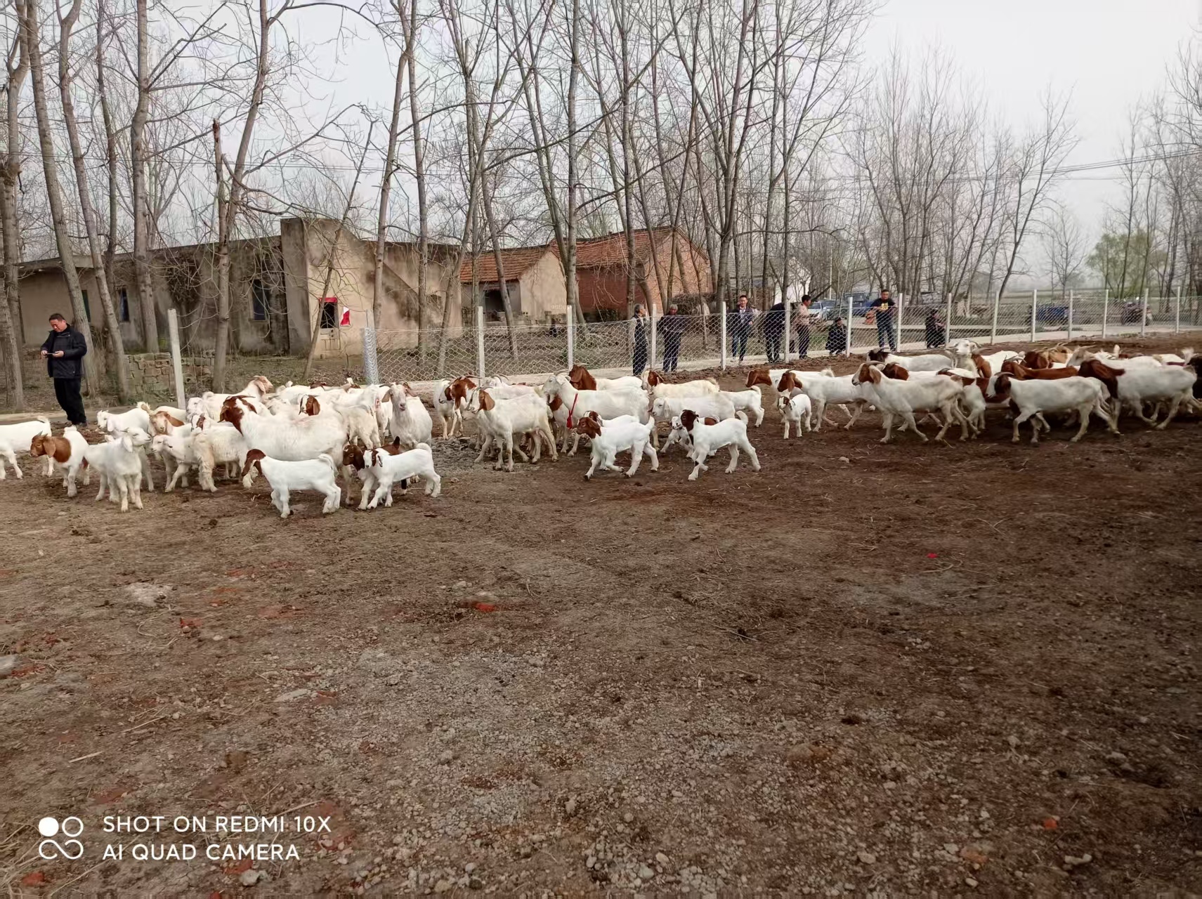 安徽定远县池河镇：走“羊”光道发羊财