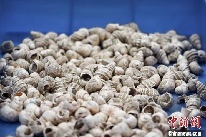 图为柳州白莲洞穴科学博物馆库房内的螺蛳壳化石。韦国政 摄