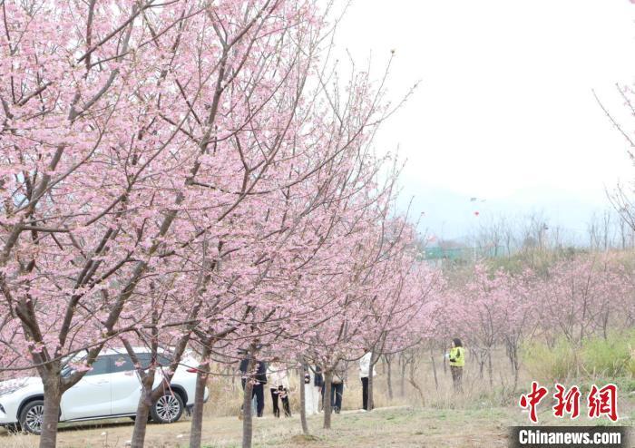 图为彭泽县黄花镇峨峰村的樱花种植基地,吸引了众多游客前来观赏。彭琴 摄