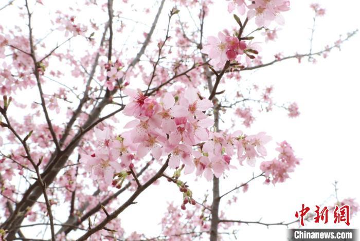 图为江西九江市彭泽县黄花镇峨峰村的樱花种植基地。彭琴 摄