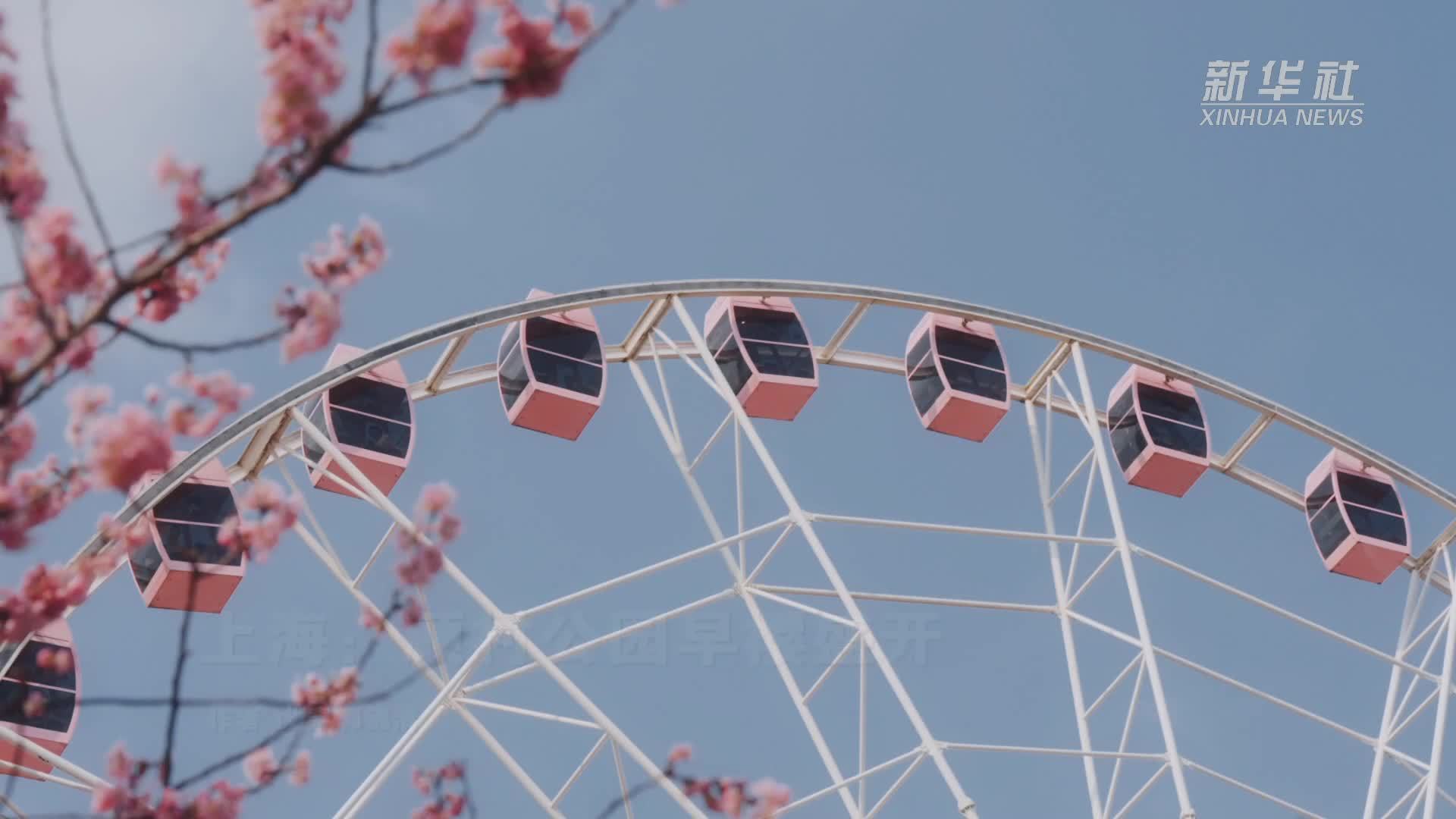 上海：顾村公园早樱盛开