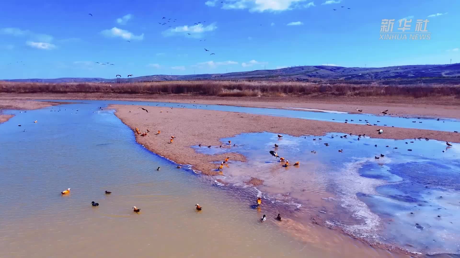 千城胜景｜浑河国家湿地公园迎来大批候鸟