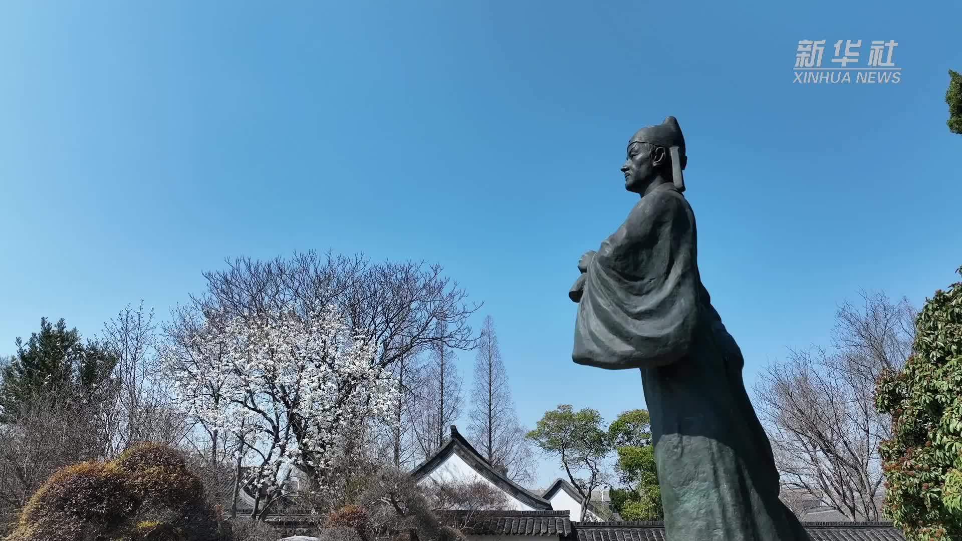 江苏高邮：玉兰花开春意浓