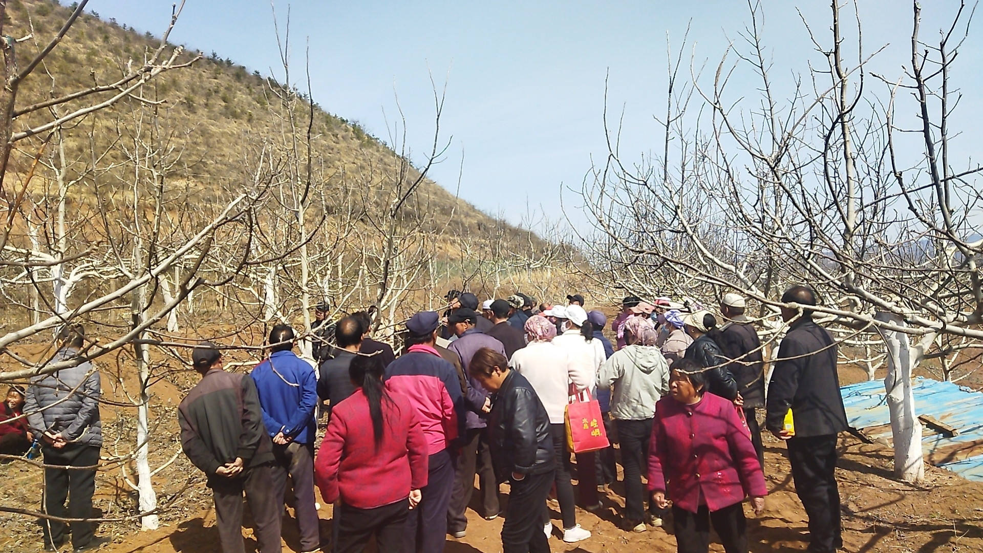 人勤不负春　华亭核桃管护忙