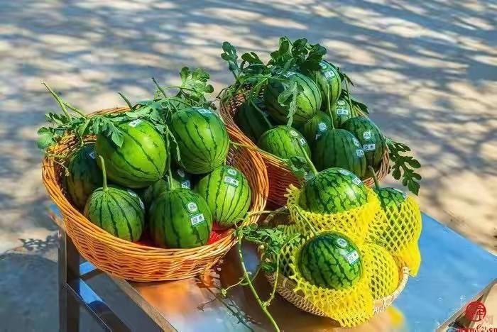 这里的万亩西瓜“甜蜜”上市啦!