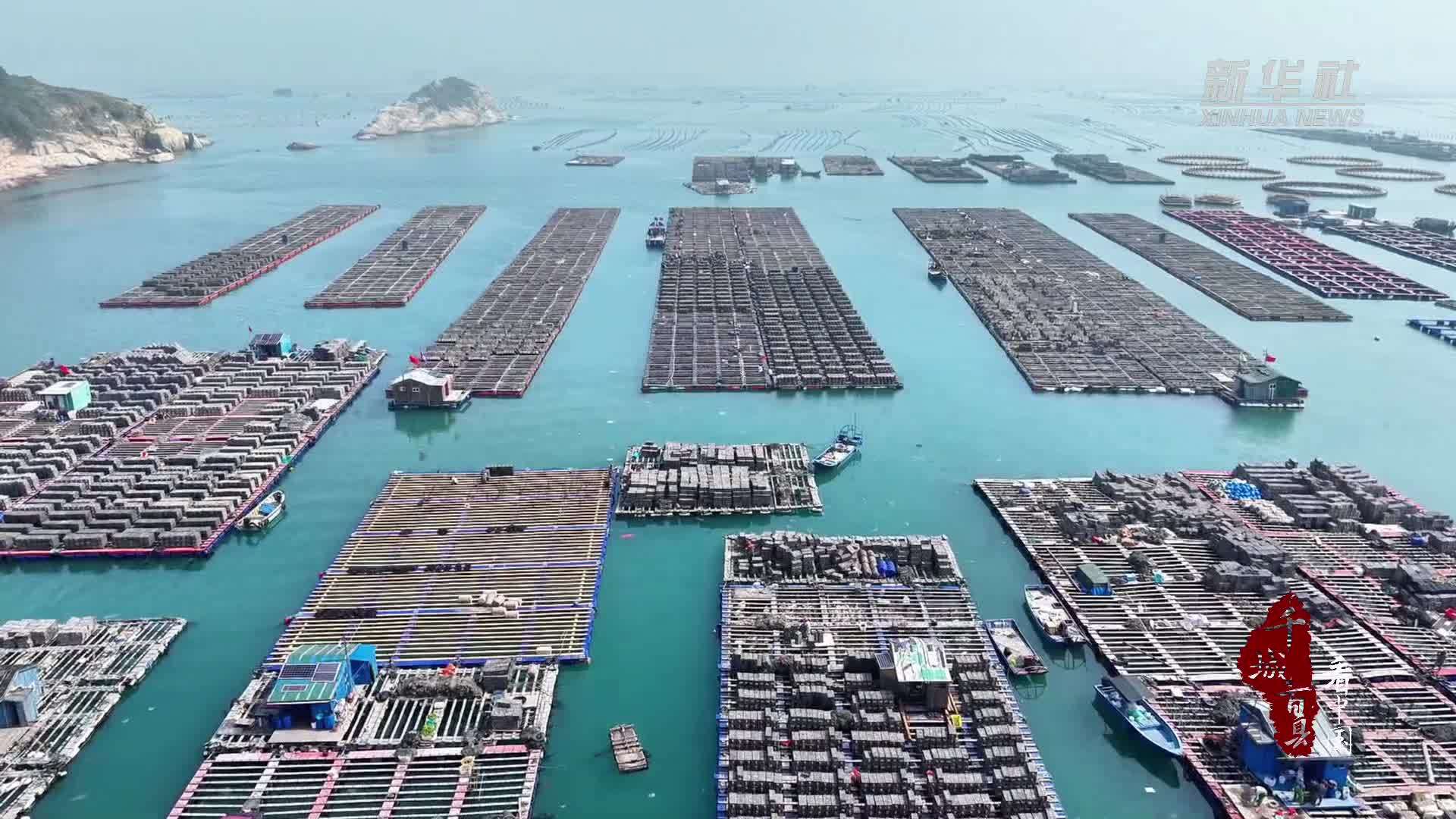 千城百县看中国｜福建连江：海上牧场 鲍鱼下苗正当时
