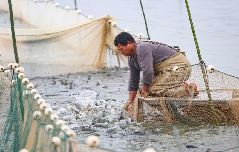 丰城：春捕生态鱼（图）
