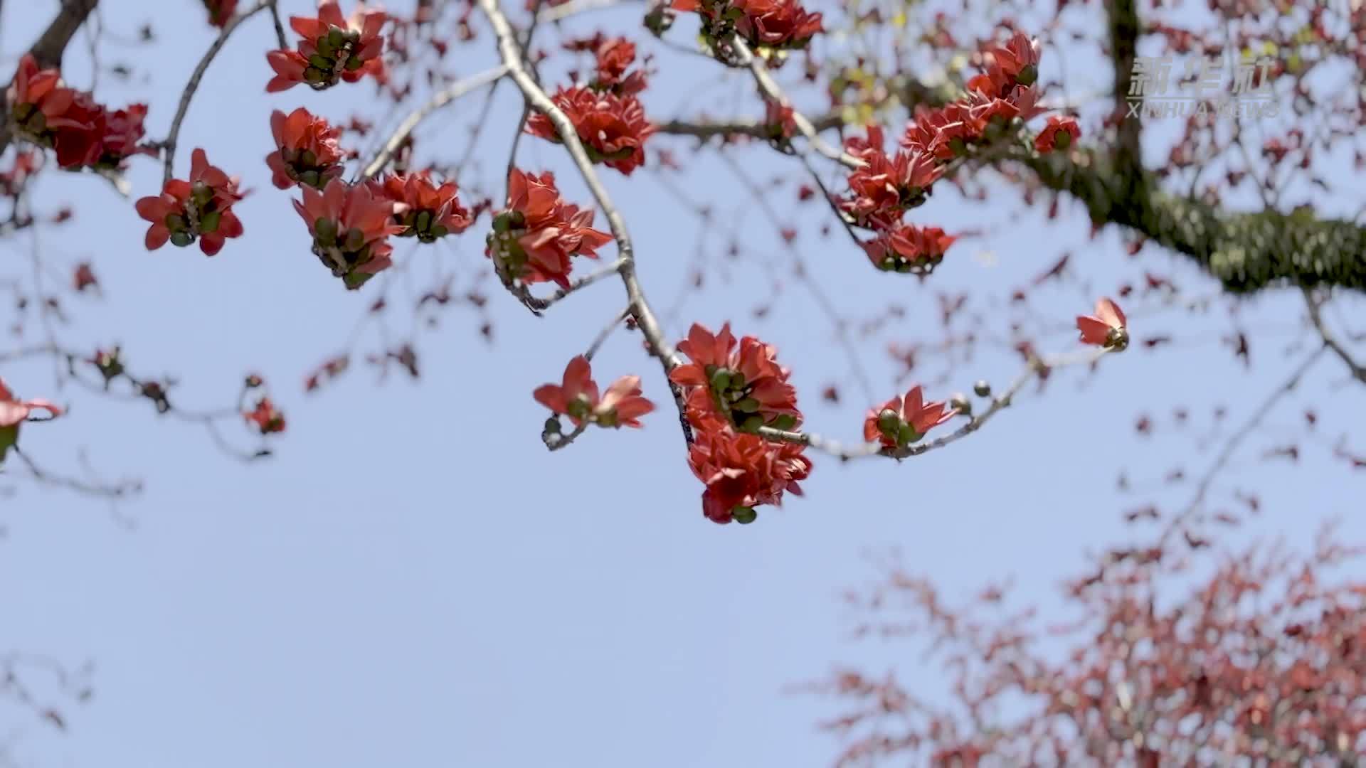广州：木棉花开处 花城春正浓