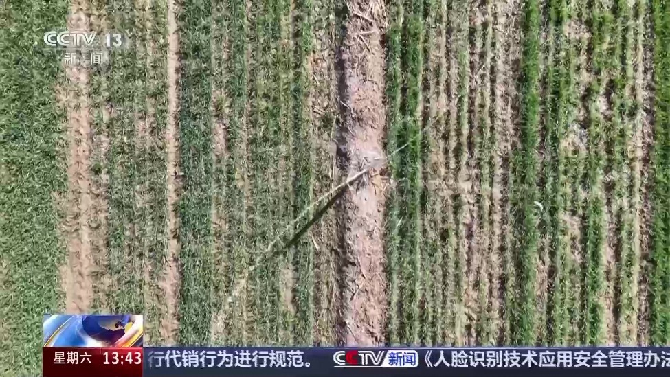 如何精打细算用好水资源？铺设滴灌管网、加装消雾节水模块，还有……
