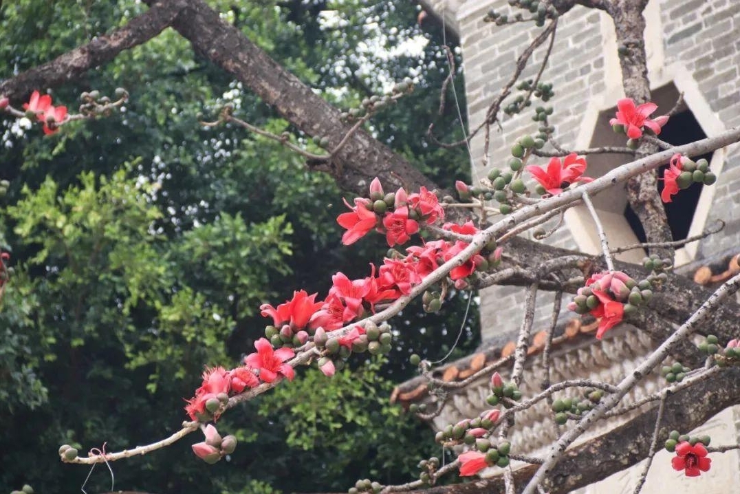 图:大旗头古村内,火红的木棉与古朴的文塔相互映衬。凤凰网广东佛山频道 孙柳 摄