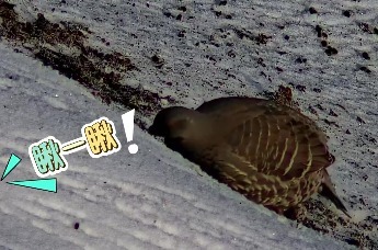 甘肃太子山保护区：红喉雉鹑雪地“组团”觅食