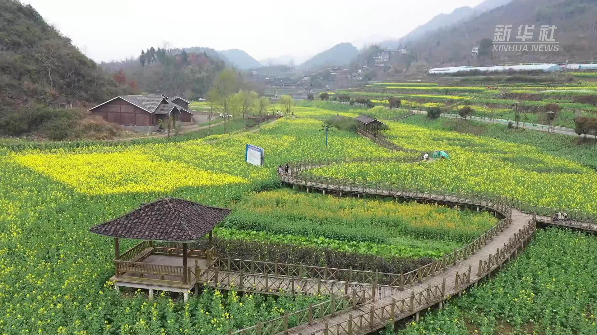 春染贵州仡佬村寨 油菜花海醉游人