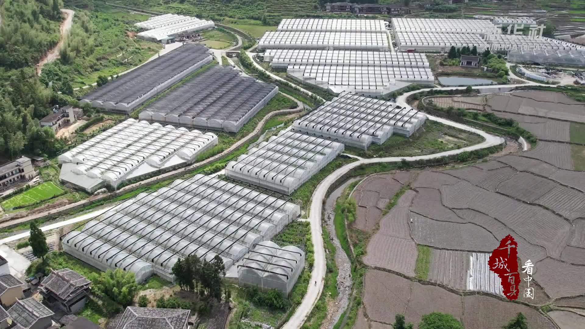 千城百县看中国｜福建德化：小蓝莓变致富果