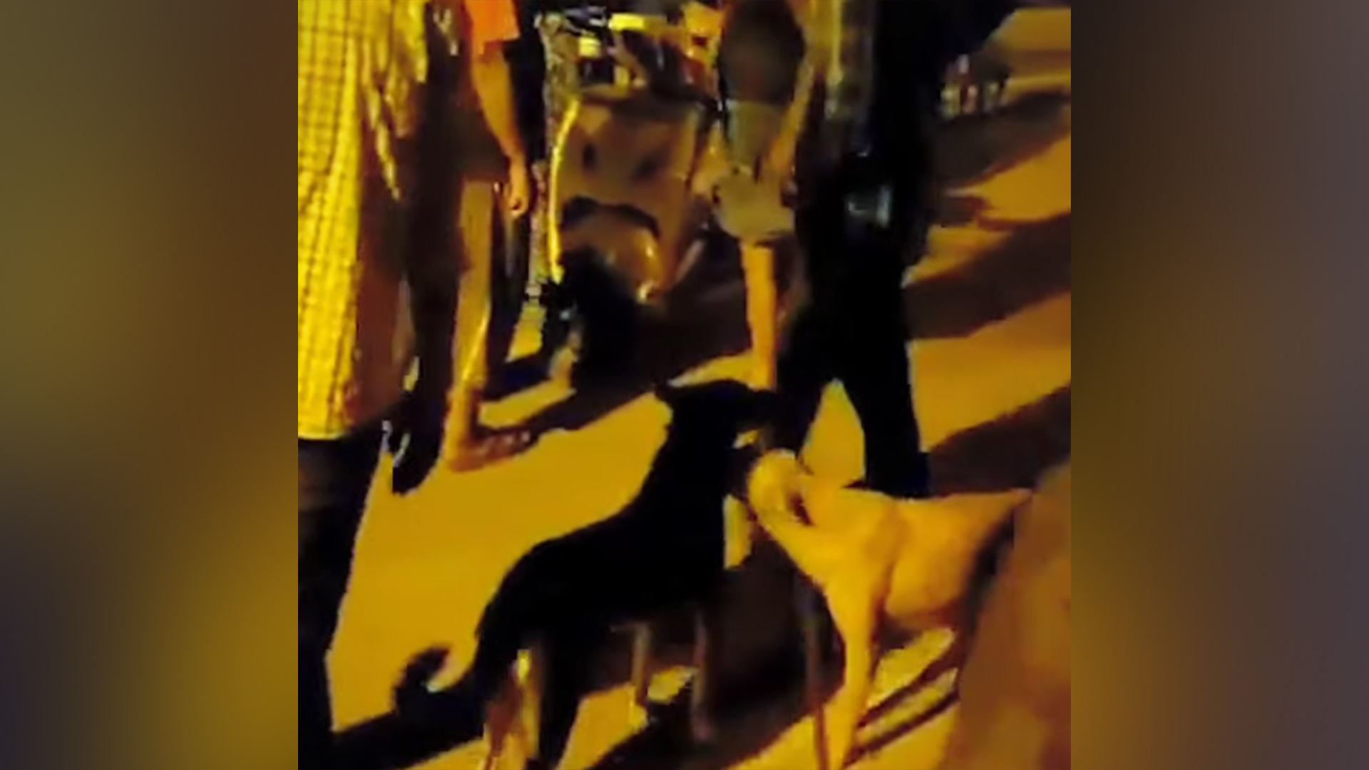 印度男子因涉嫌性侵、杀害多条流浪狗被捕