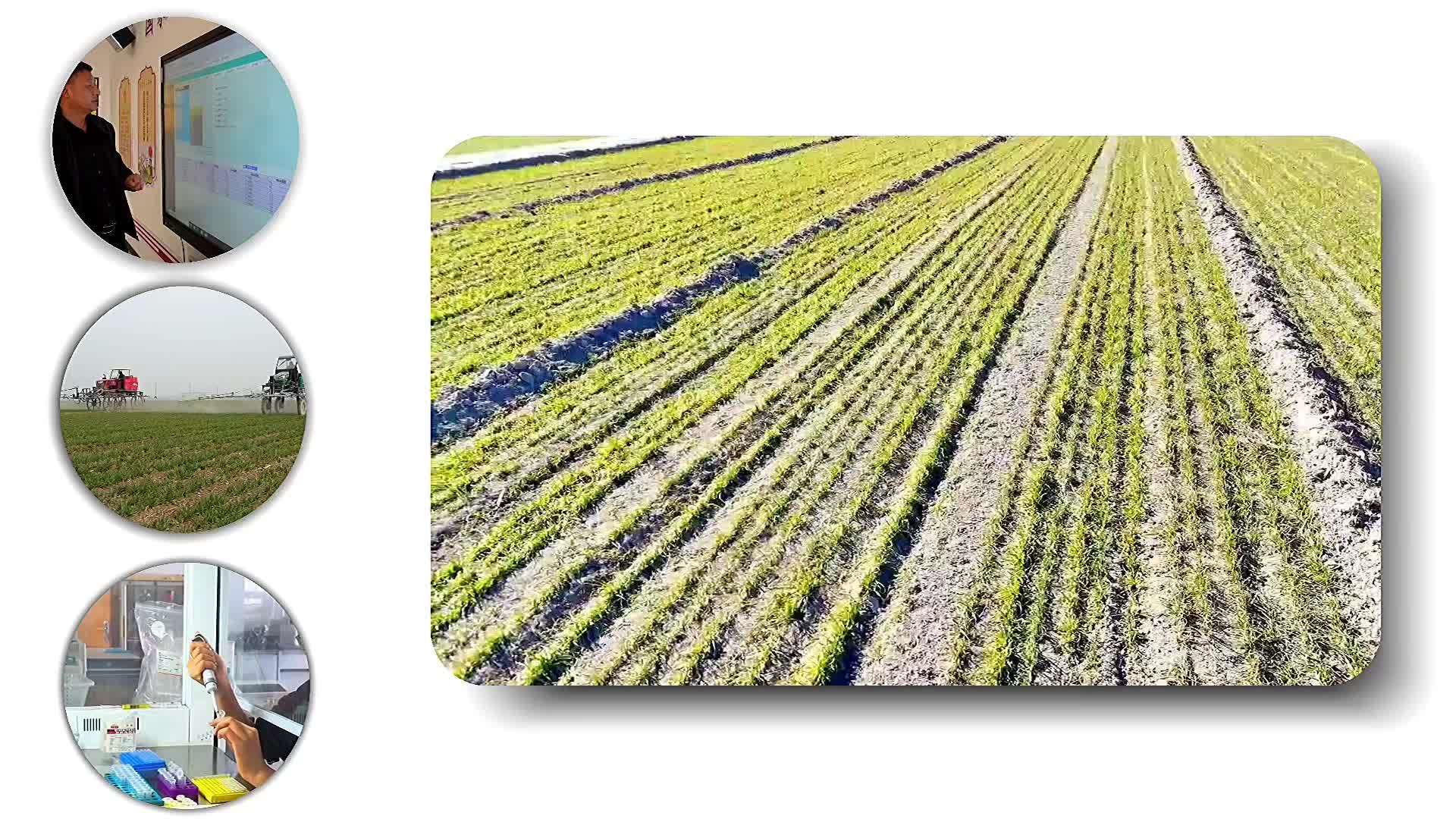 春季农事新图景｜麦田里的“CEO”农业职业经理人推动农业高质量发展