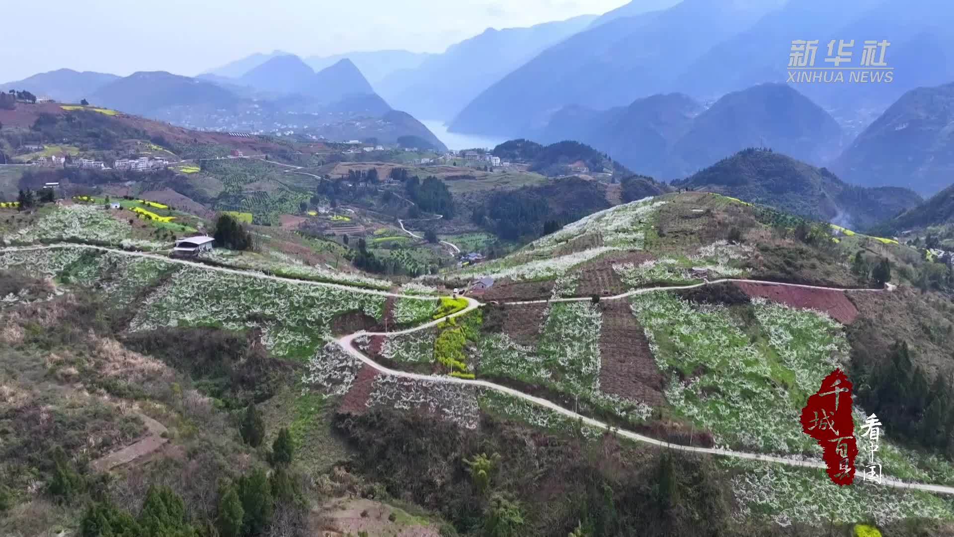 千城百县看中国｜湖北巴东：李花怒放一树白