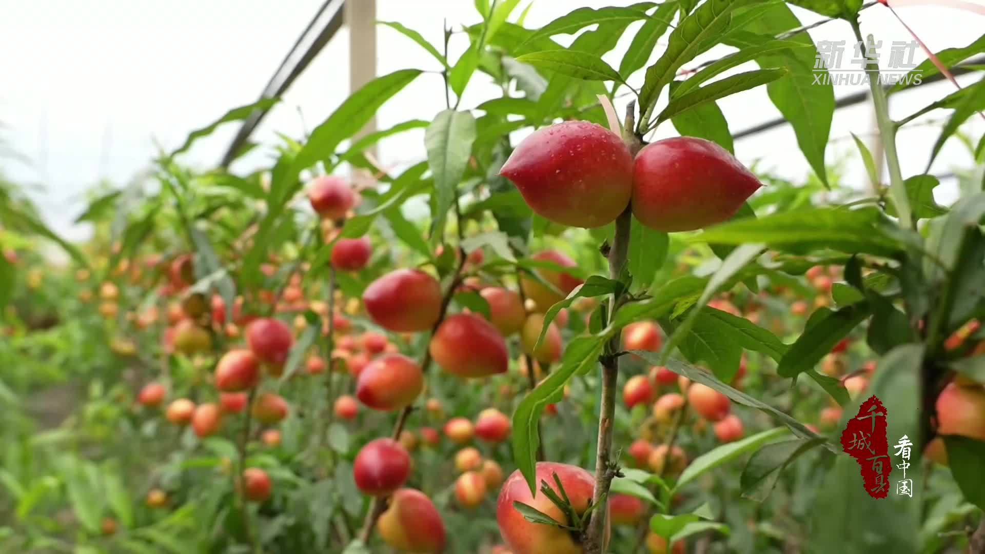 千城百县看中国｜山东冠县：万余亩油桃抢“鲜”上市