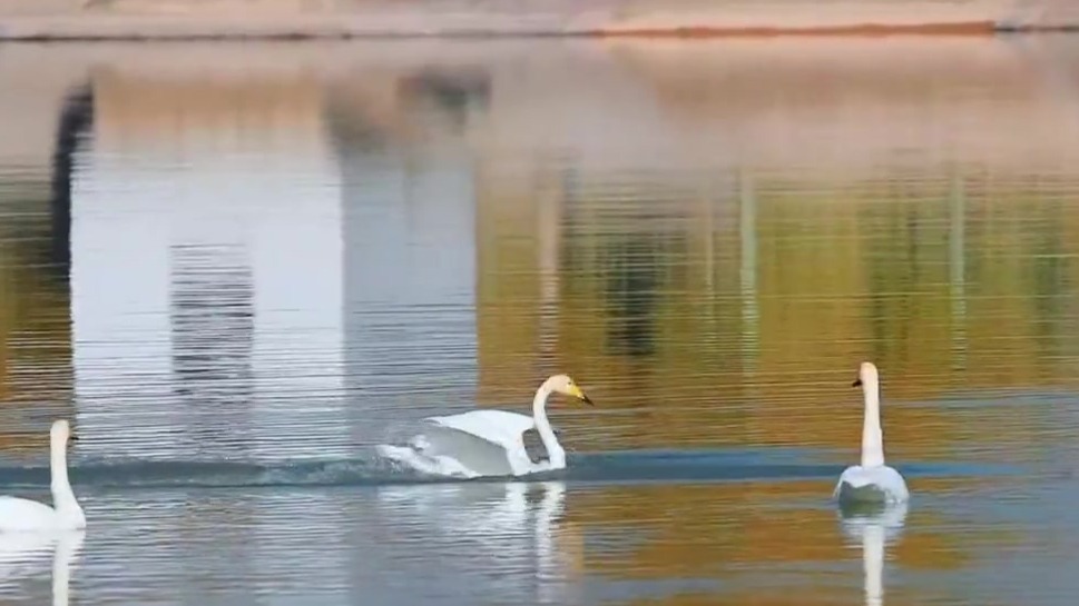 阿克塞：白天鹅翩跹　上演“水上芭蕾”