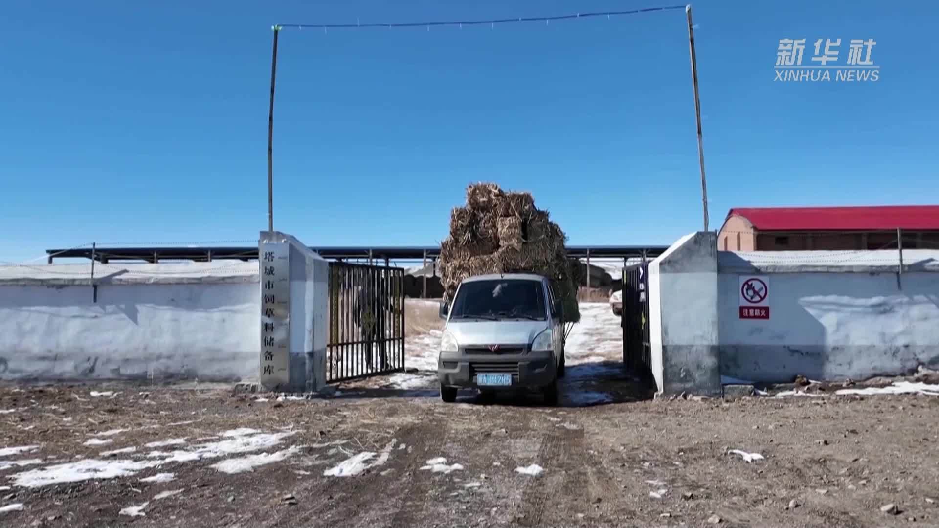 新疆塔城：免费“口粮”保障牧区牲畜安全度春