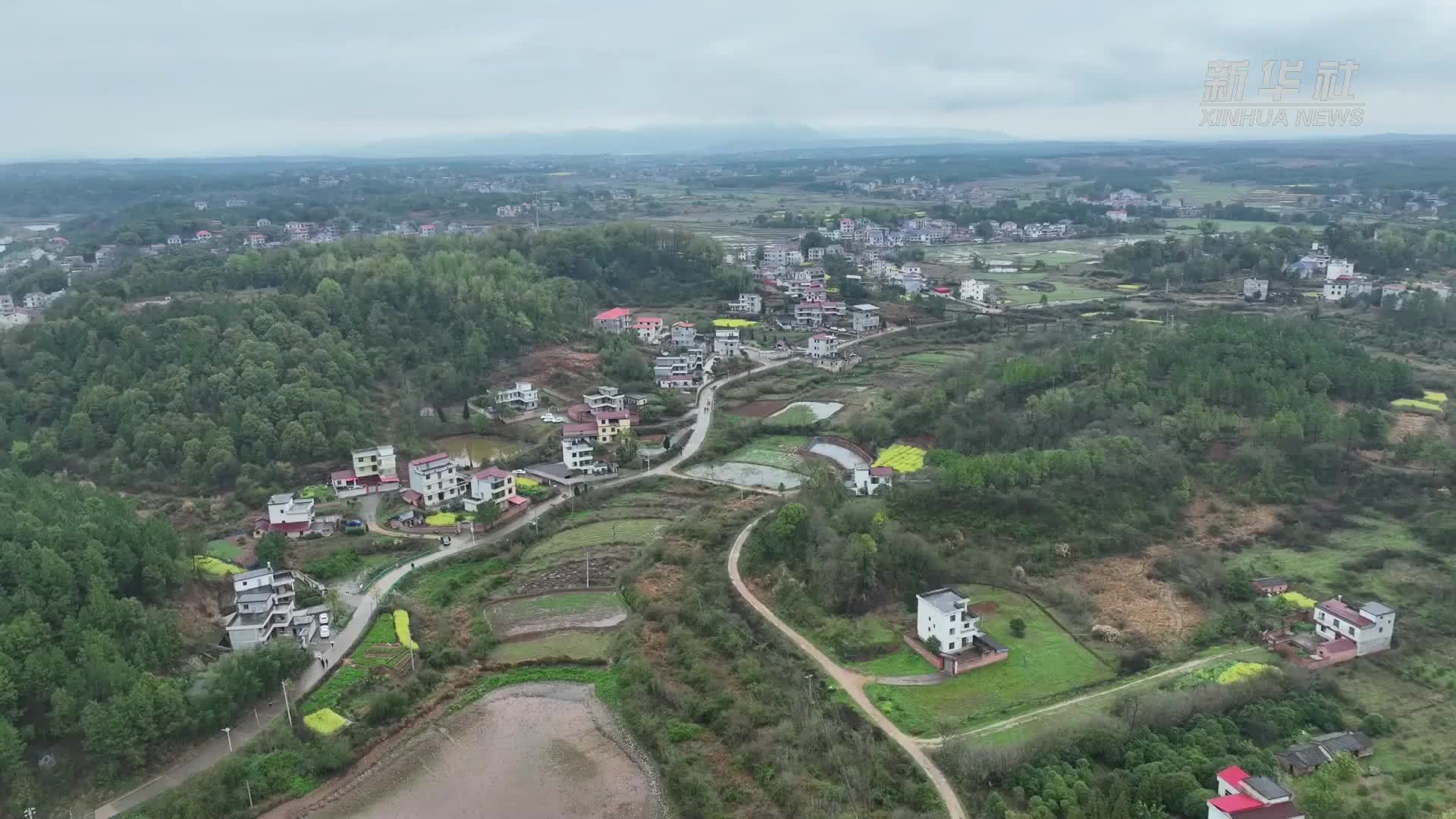 江西泰和：千年古村拖龙船 文旅融合绘新篇