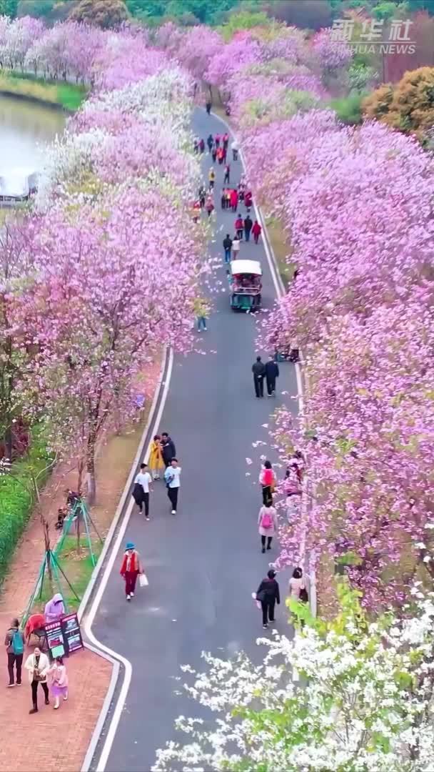 花开满城，广州迎来“春天浪漫季”