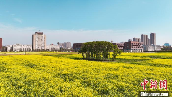 图为彩色油菜花海。吴淘淘 摄