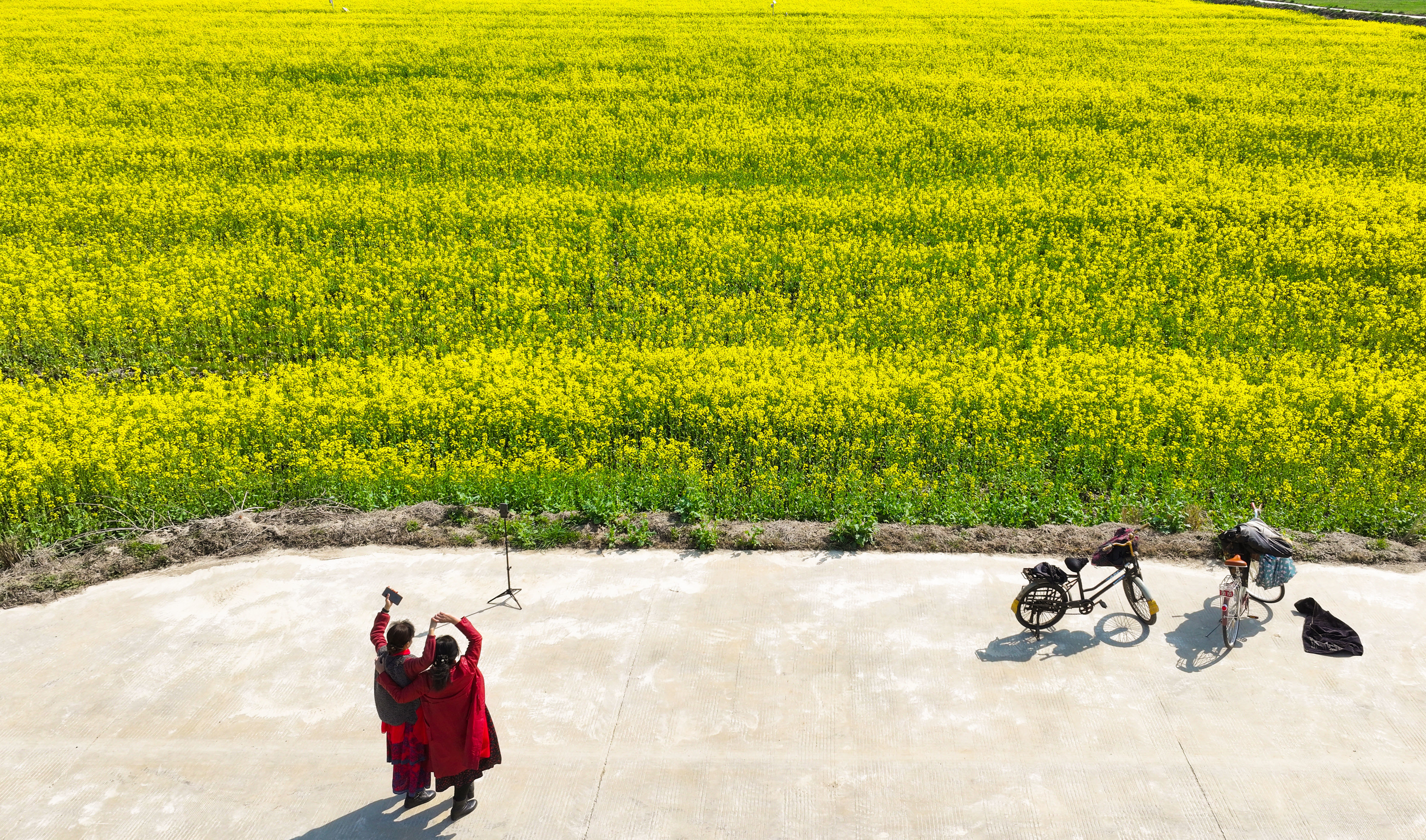 图5.2025年3月18日，游客在安徽省合肥市肥西县丰乐镇大圩村内赏花游玩（无人机照片）。