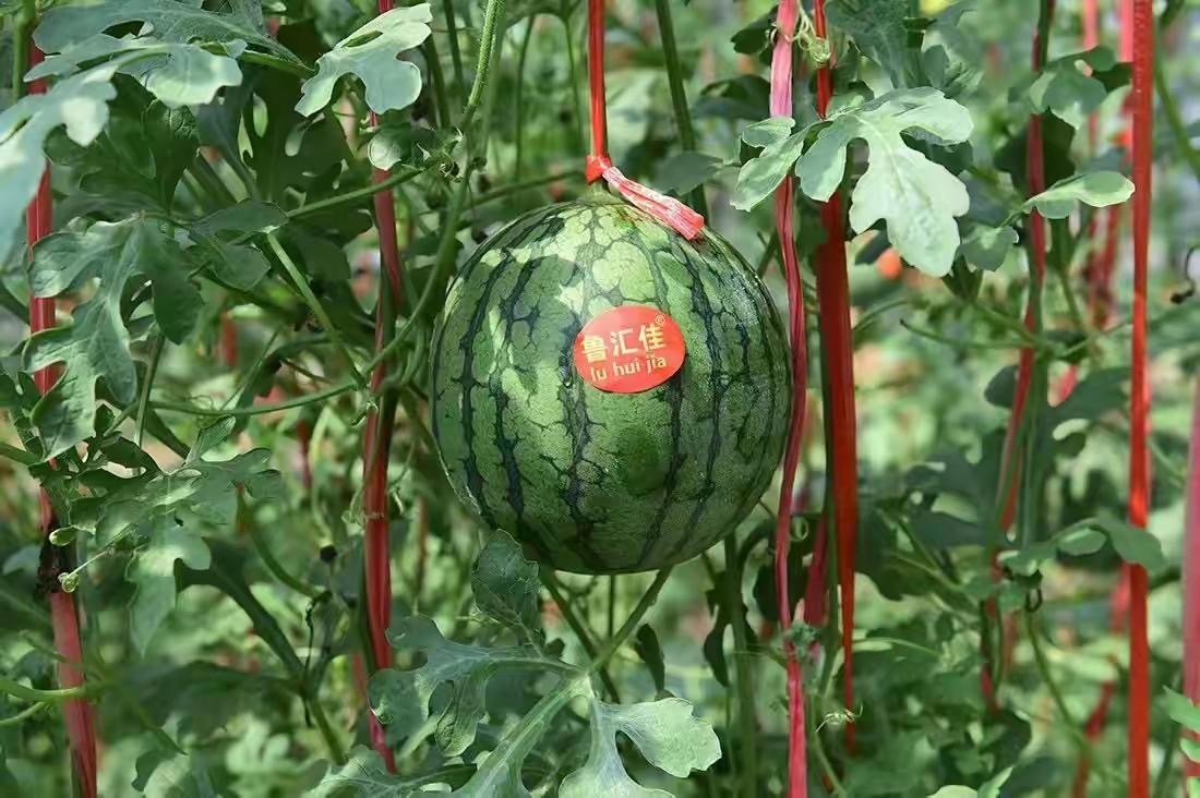 这里的万亩西瓜“甜蜜”上市啦!