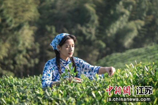南京牛首山“仙阙茶”采摘。俞国柱 摄