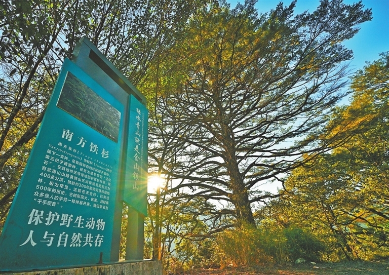南方鐵杉是我國特有第三紀孑遺植物，有植物界的“活化石”之稱。武夷山國家公園江西片區內保存有全國連片分布面積最大的南方鐵杉林，面積達1560公頃。