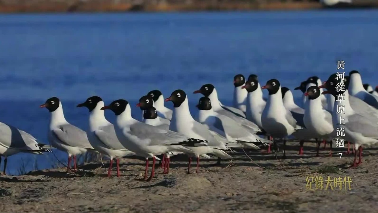人们挖渠引水改善生态环境，数十年难见踪影的遗鸥，成群结队“回家”了