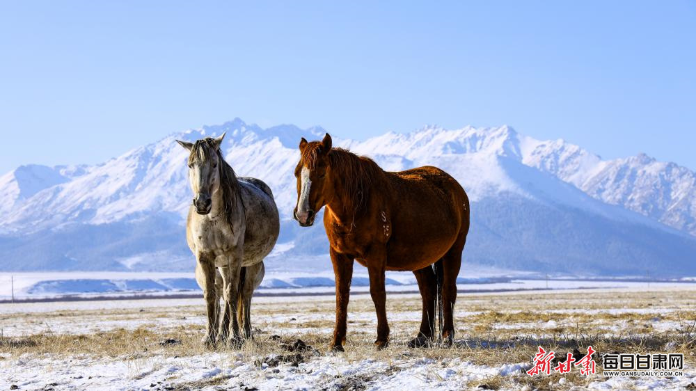 瑞雪落山丹马场　骏马踏春图自成