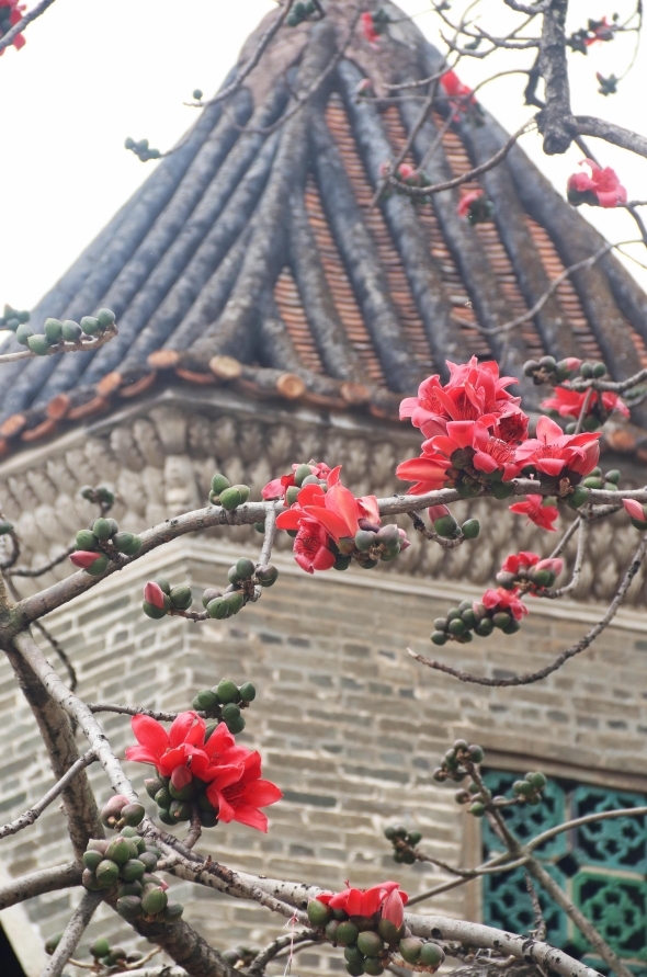 图:大旗头古村内,火红的木棉与古朴的文塔相互映衬。凤凰网广东佛山频道 孙柳 摄