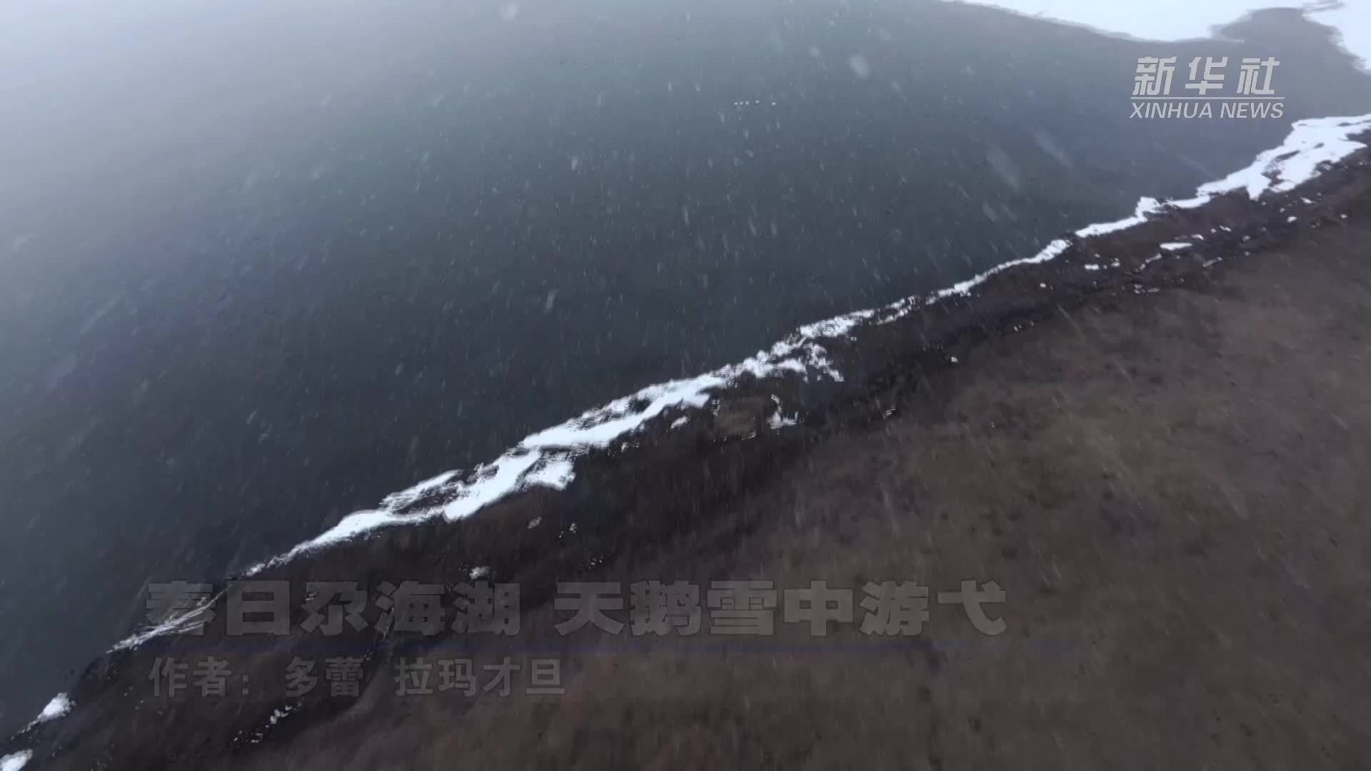 春日尕海湖 天鹅雪中游弋
