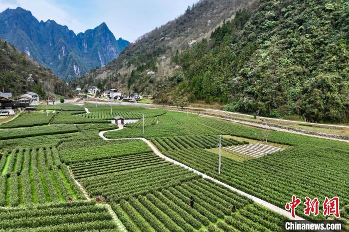 湖北武陵山区头茬春茶抢“鲜”开采