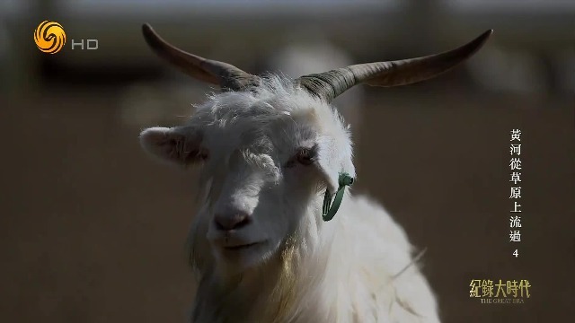 不食羔羊，不在畜圈里宰杀，这是蒙古族恪守了几千年的传统