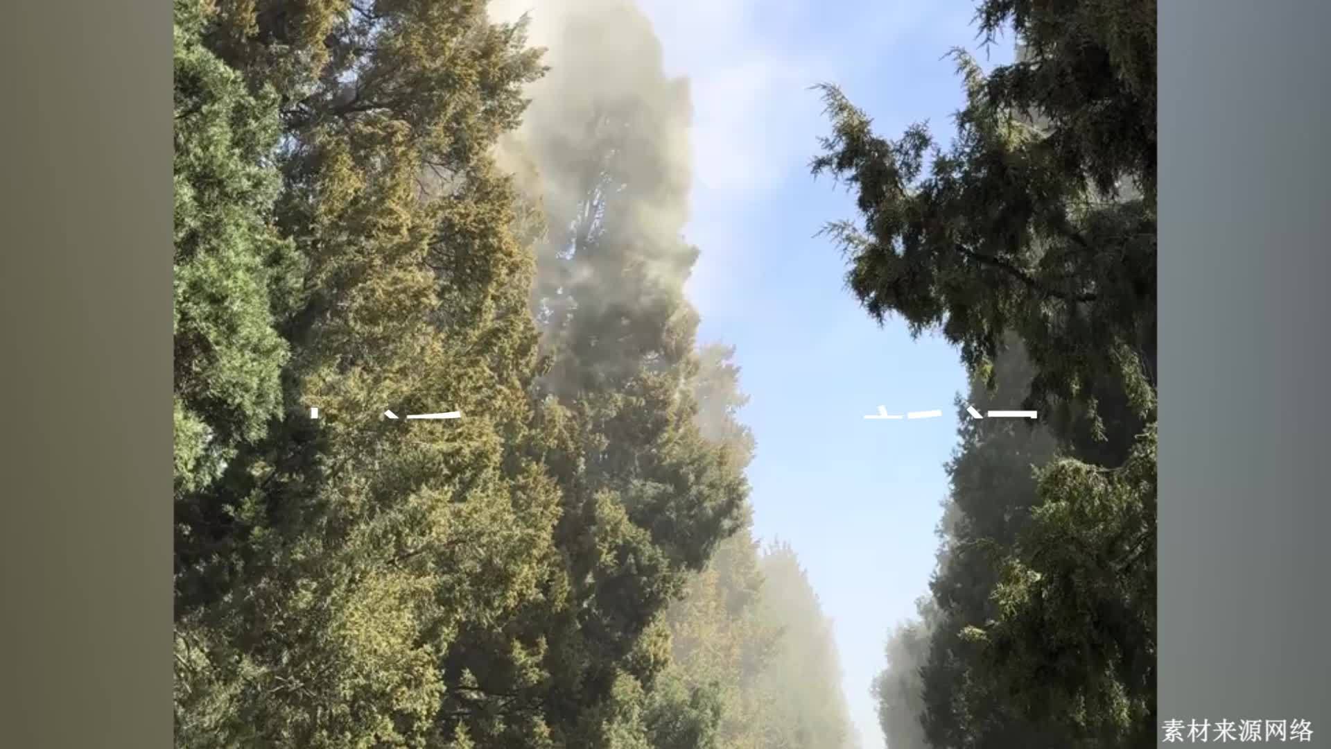 北京迎花粉过敏高发期，园林绿化局：已采取喷水、剪枝等措施，将逐步替换致敏树种