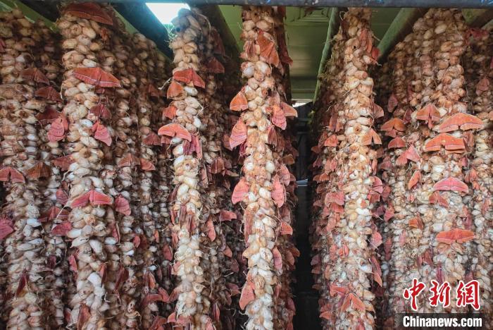 图为蛾房内的蚕蛾。马进伟 摄