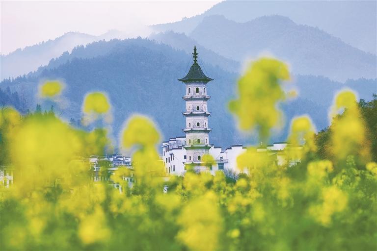 浙源乡油菜花海与古塔相映成趣。 詹东华 摄