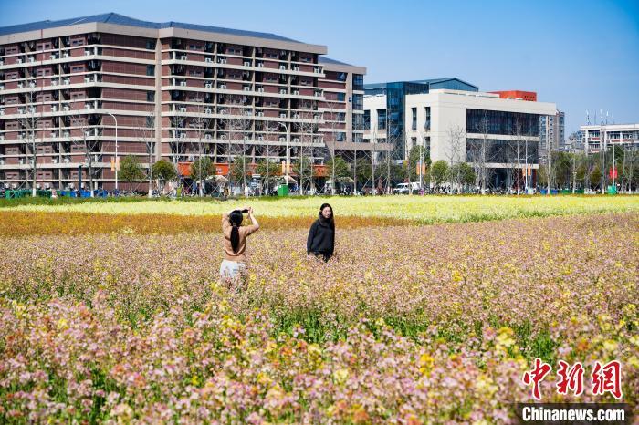 图为在彩色油菜花海中拍照的游客。吴淘淘 摄