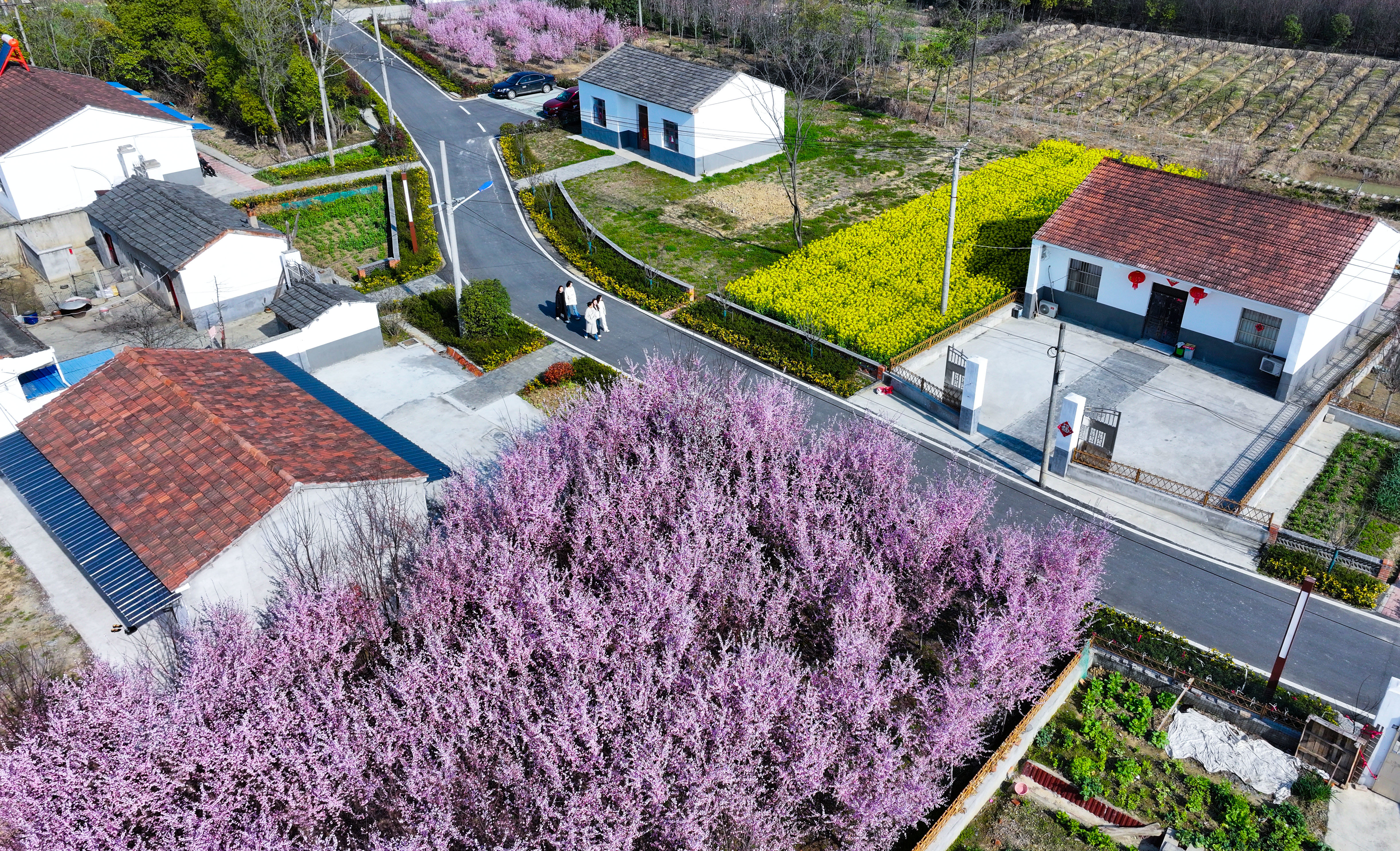 图1.2025年3月18日，游客在安徽省合肥市肥西县丰乐镇大圩村内赏花游玩（无人机照片）。