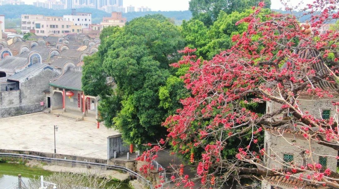图:盛放的木棉花与镬耳屋古建筑群、文塔交相辉映。凤凰网广东佛山频道 邓志毅 摄