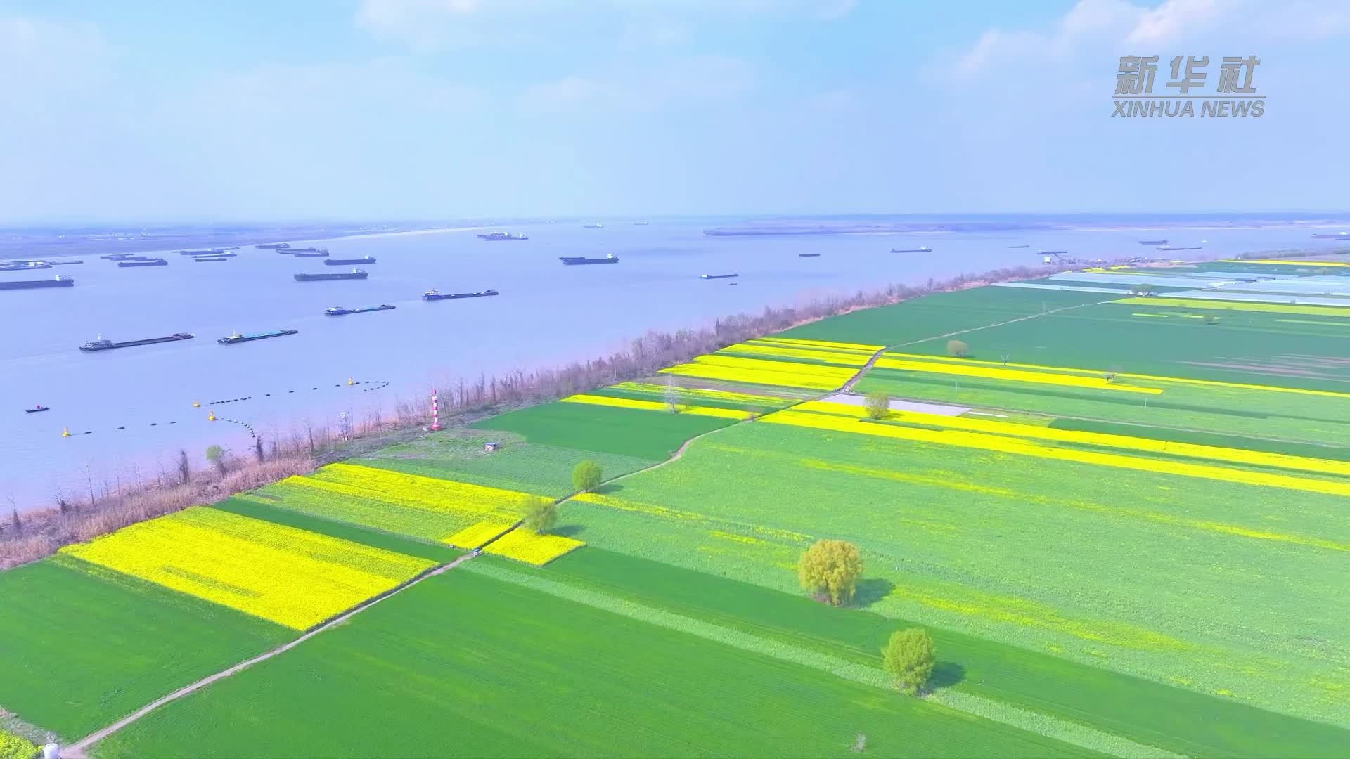 魅力山乡｜安徽芜湖：油菜花开 美景如画