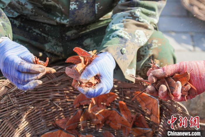 河南鲁山：春来柞蚕制种忙