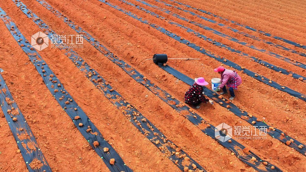 春来农事忙（图）