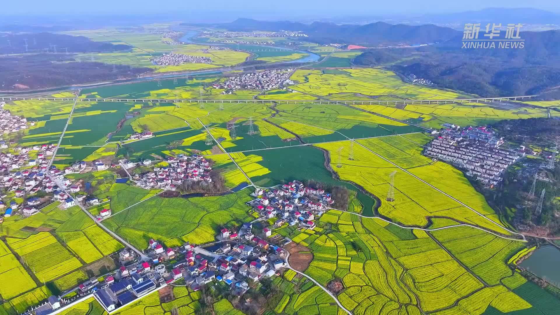 安徽东至：油菜花开如诗如画
