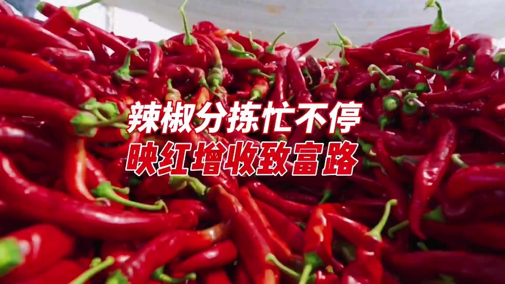 崆峒区：辣椒分拣忙不停　映红增收致富路
