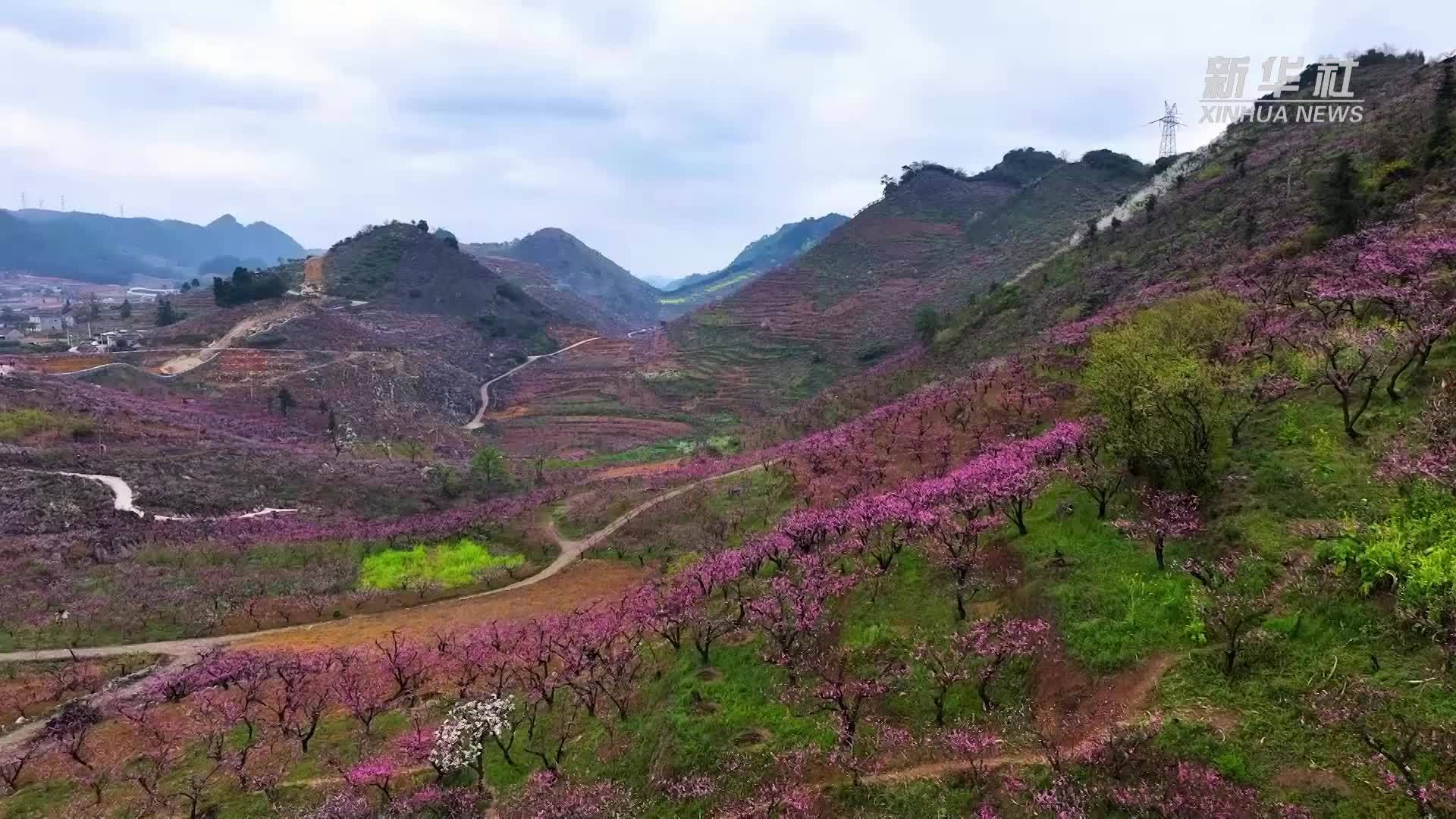 春满胜景文旅旺｜桃花谷里桃花开 春日“花海”迎客来